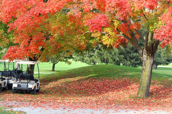 Golf carts and red foliage at a Wisconsin golf course